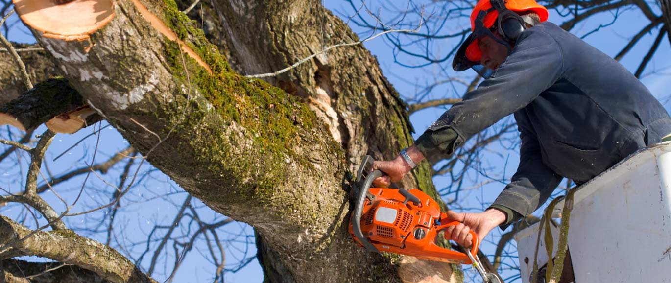 Tree Cutting Hertfordshire